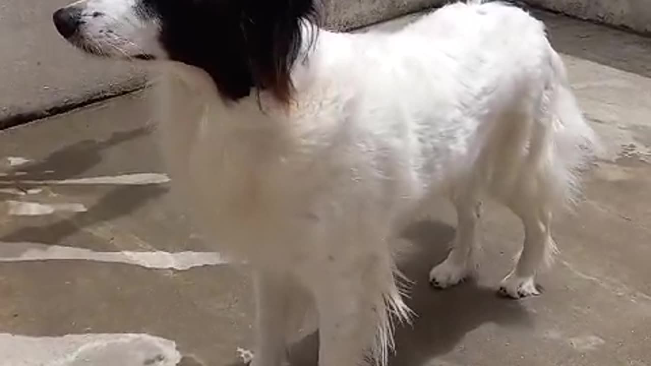 Argentinian Border Collie in her backyard