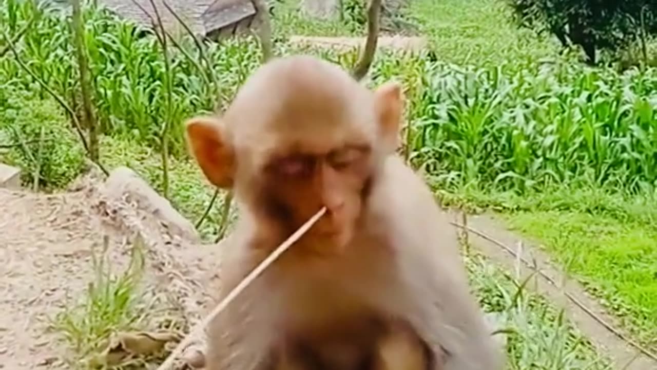 Funny monkey