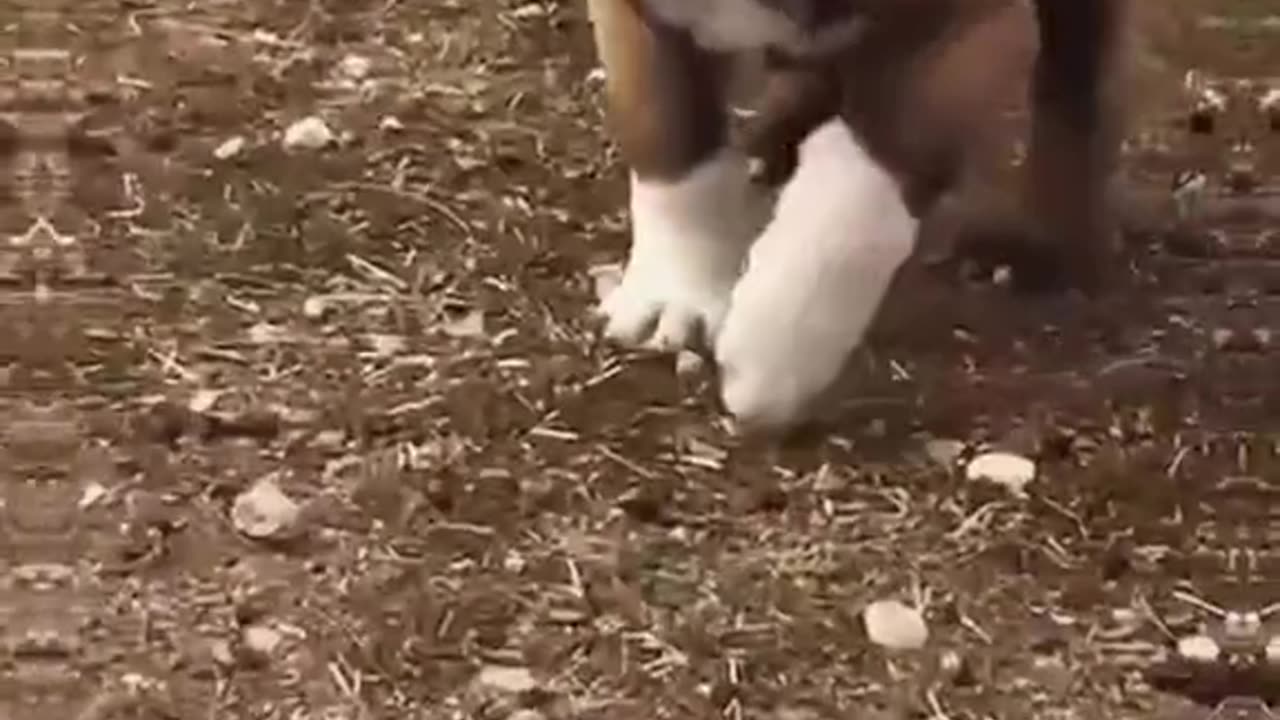 Cute dog puppy beautiful perty dogs video part 4