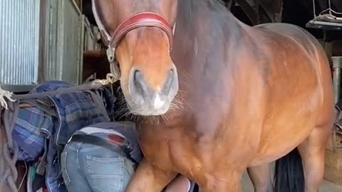 samdracottfarrier satisfyingvideos