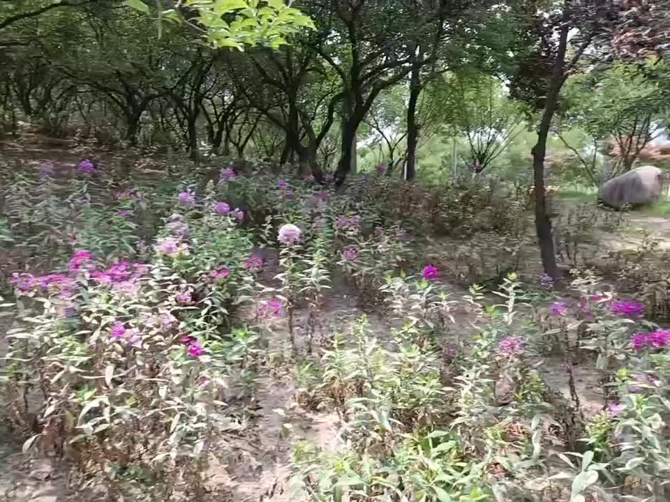 Really fragrant wildflowers