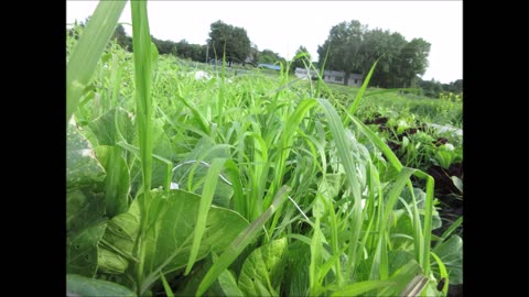 Love Between Friends Bok Choy July 2022