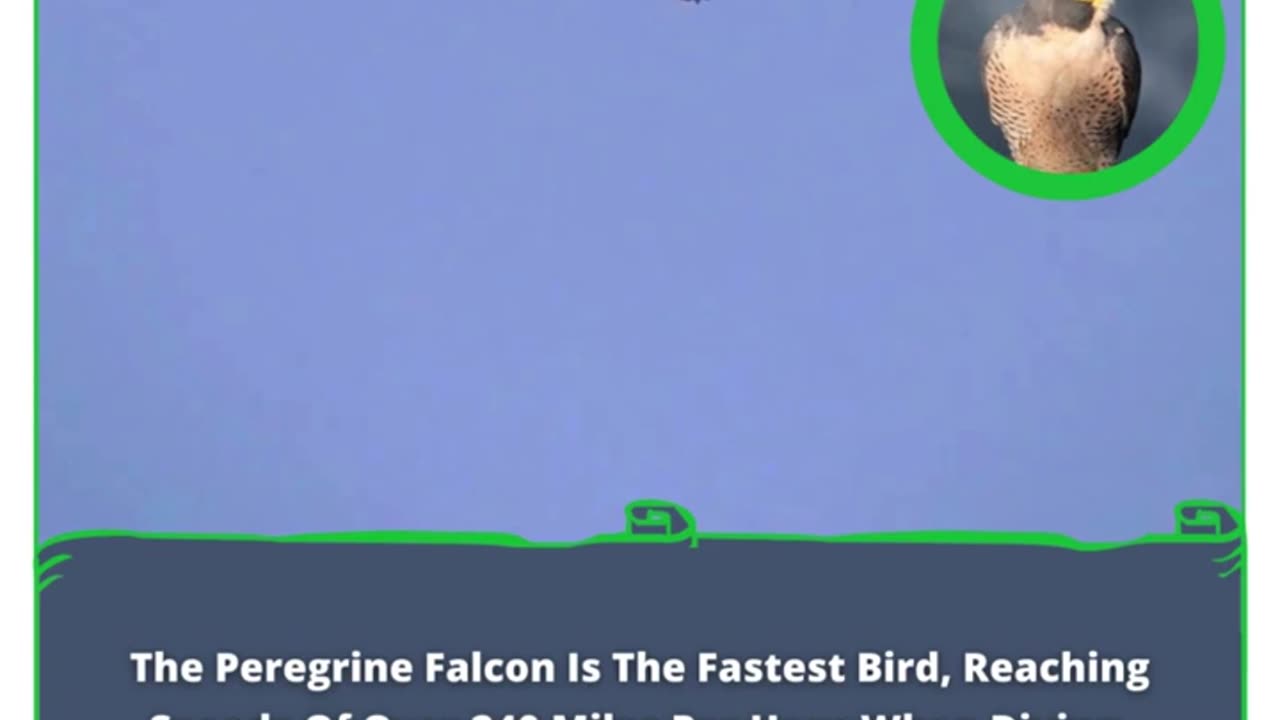 The Peregrine Falcon: Earth's Supersonic Jewel