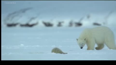 How can the weak body meet the big white bear in the snow