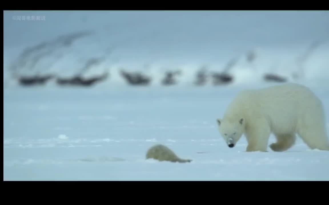 How can the weak body meet the big white bear in the snow