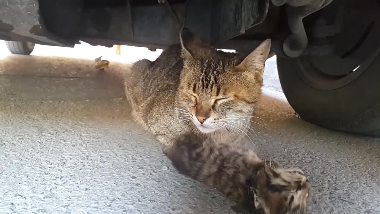 Mother cat's tears for her dead kitten. Anne kedinin ölen yavrusu için döktüğü gözyaşı