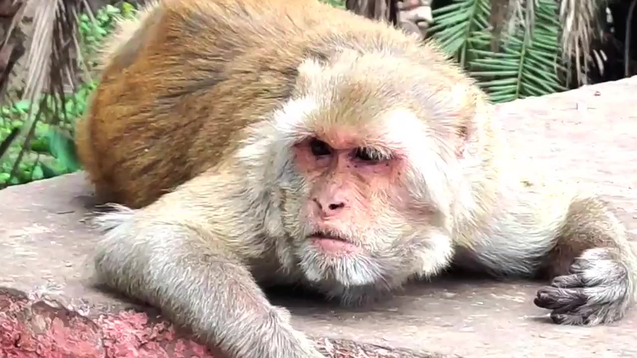 Cute Monkey