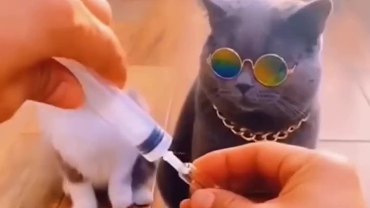 Cats and Dogs Funny Video