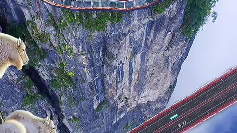Suspended bridge
