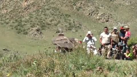 Releasing Andean Condor