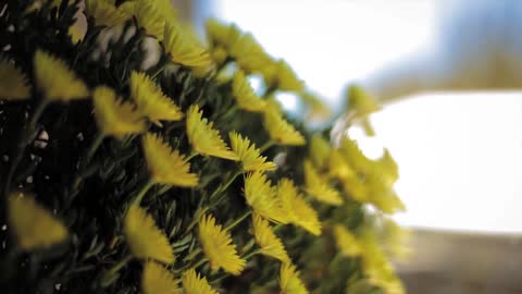 Fleurs time-lapse
