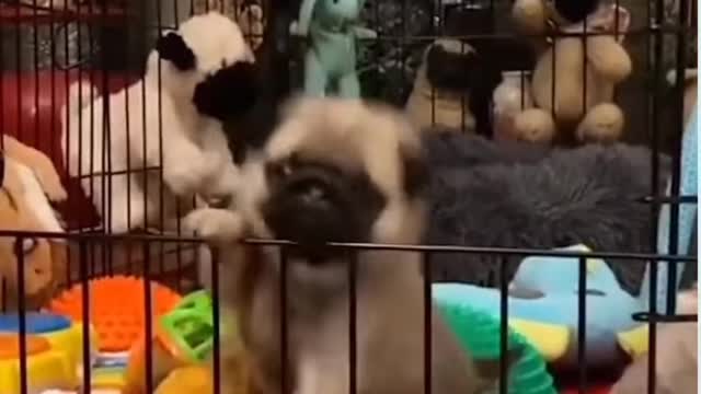 pee_and_sucking feeding bottle puppy