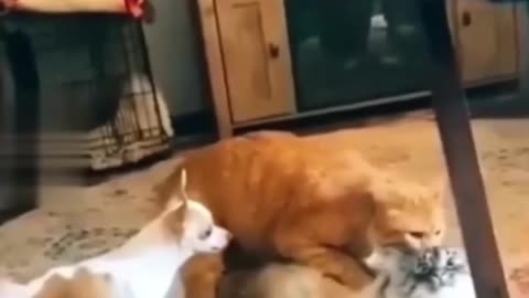 Funny dogs vs cat