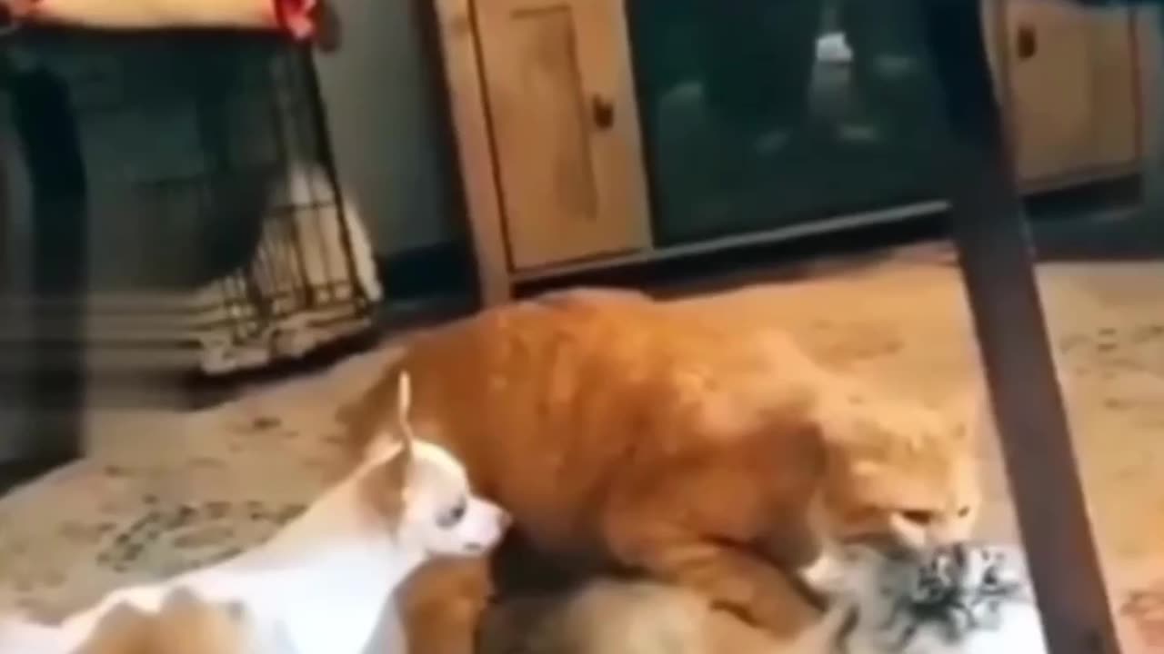 Funny dogs vs cat