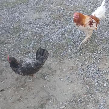 Game Fowl: Miner Blue