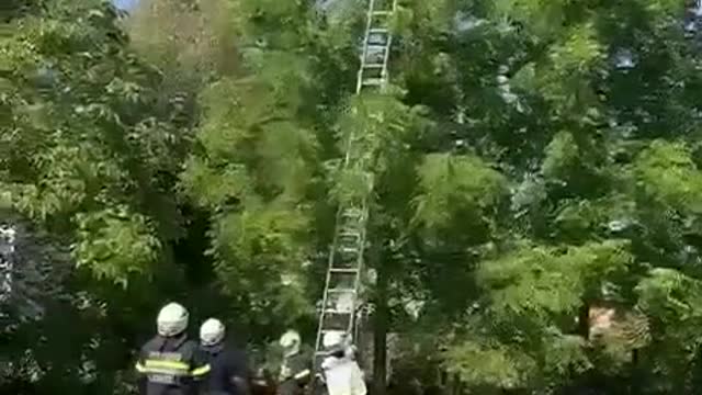 Heroically saving a cat from tree