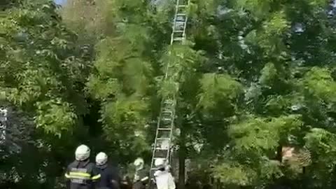 Heroically saving a cat from tree