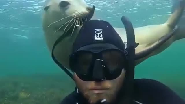 The seal wanted to drag the scuba diver