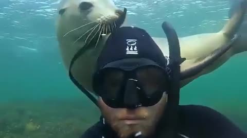 The seal wanted to drag the scuba diver