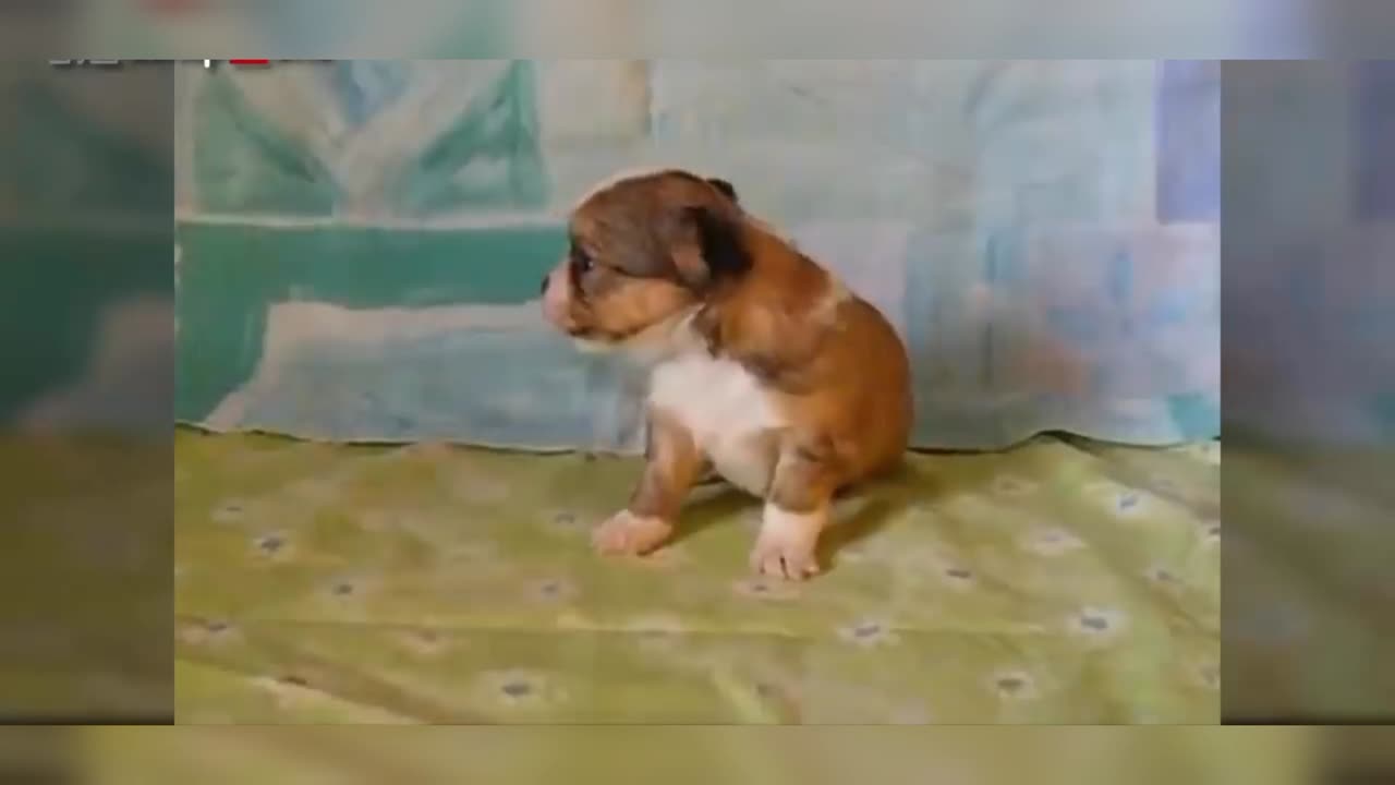 Baby puppy sound