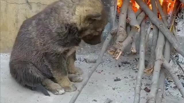 Puppy and fire-2