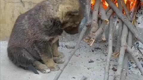 Puppy and fire-2