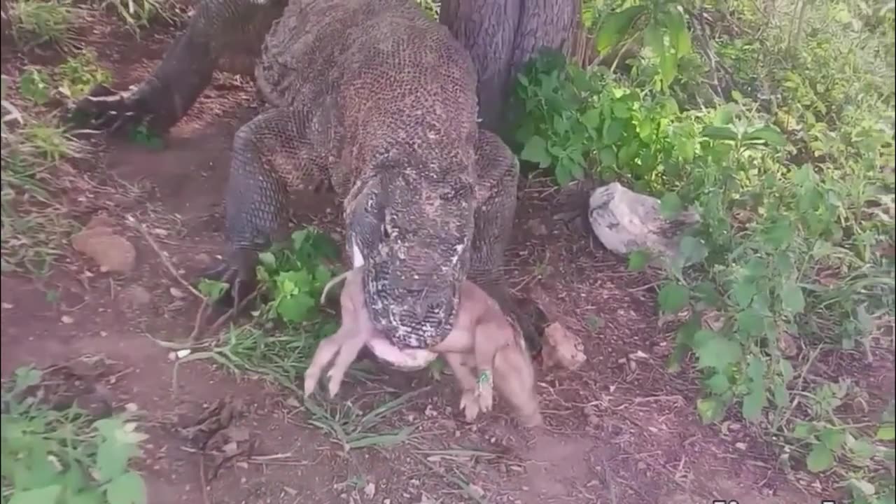 Komodo dragon eat pig