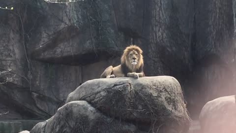 Epic Lion Roar at Lincoln Park Zoo