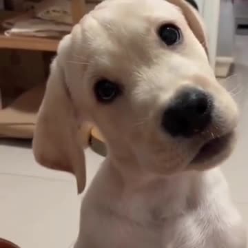 Sakya_98 😂😂😂❤️ #ollie #ollieboy #funny #justforfun