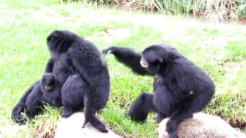 Siamang apes go wild...._Cut