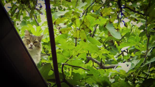 Cat On The Roof