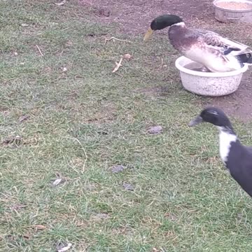 Oh no! Lucky washes himself in a drinking bowl!!!