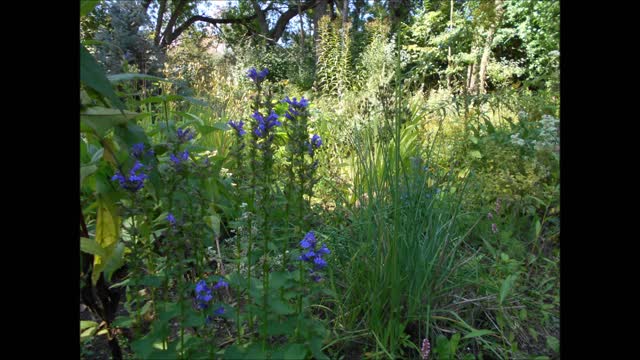 Carefree Blue Lobelia September 2021