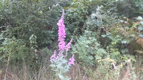 Purple Loosestrife