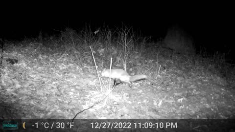 Fox and Piebald Deer 12/27/22