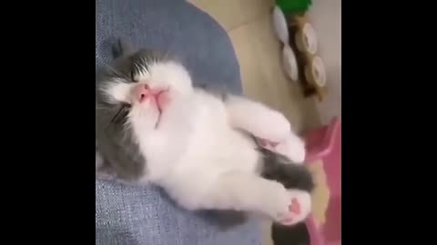 Funny animals
