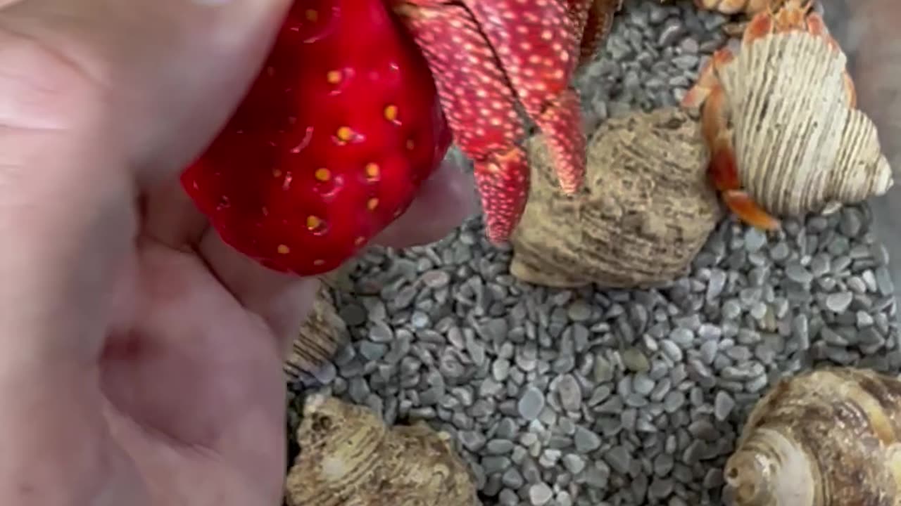 Strawberry Crab