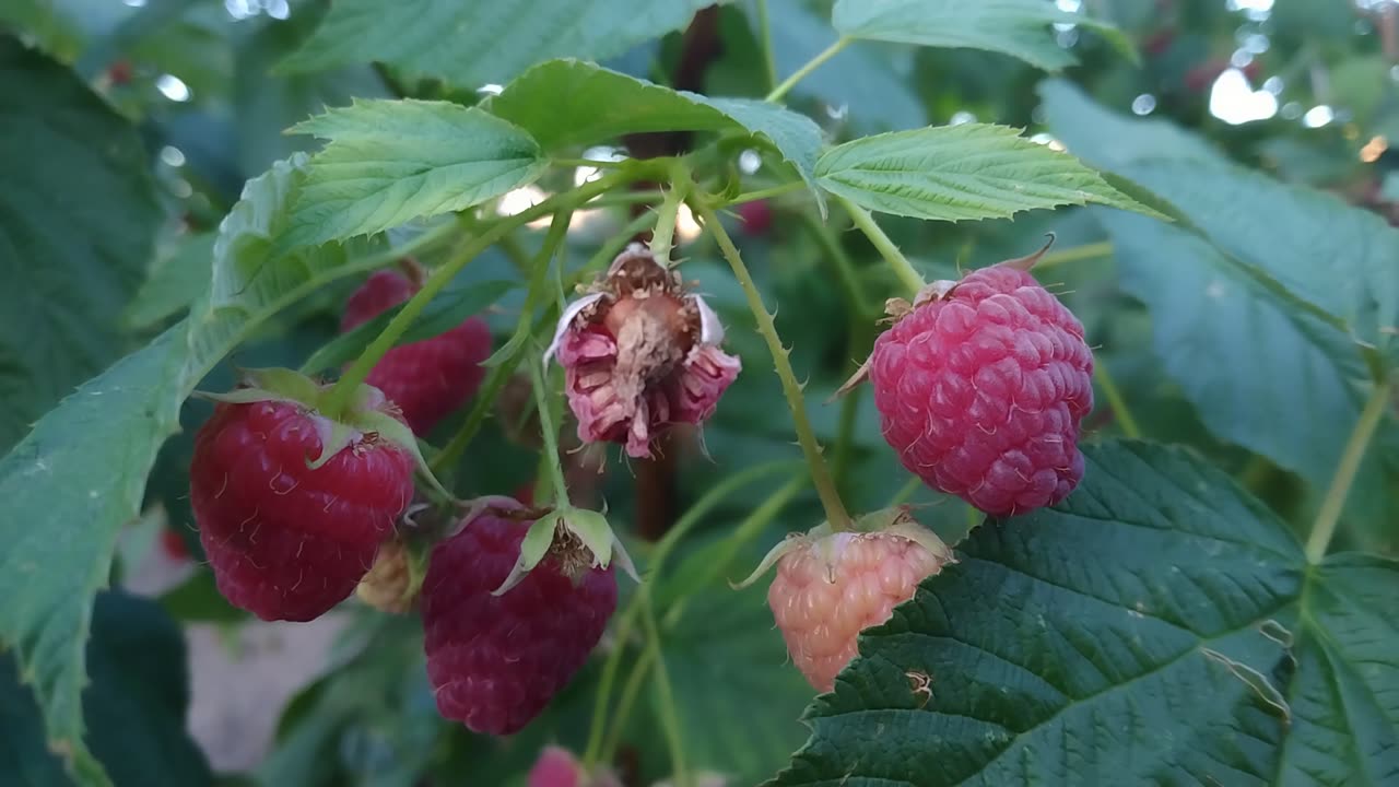 Raspberries