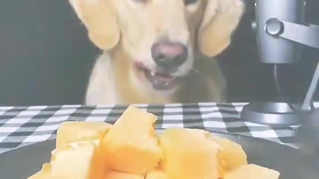 What fruits can dogs eat? Banana, apple, blueberry, strawberry, cantaloupe