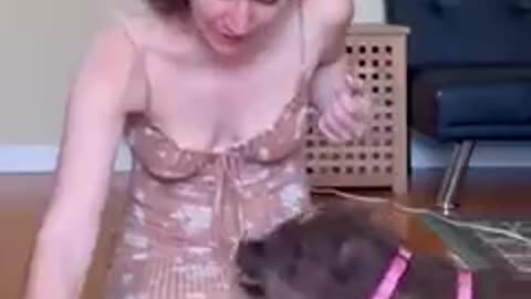 girl play with dog