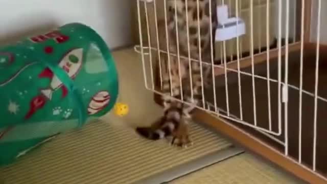 It's cute and funny. Do you like it?