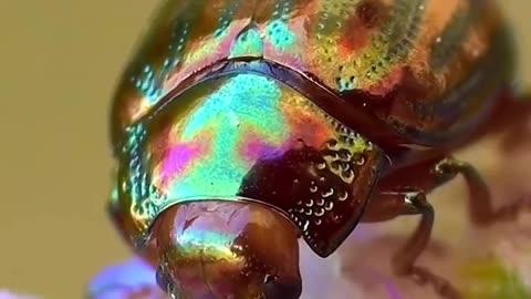 RAINBOW 🌈 BEETLE