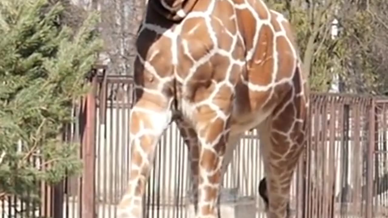 Facts About Giraffe