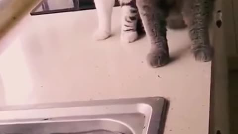 Funny cats