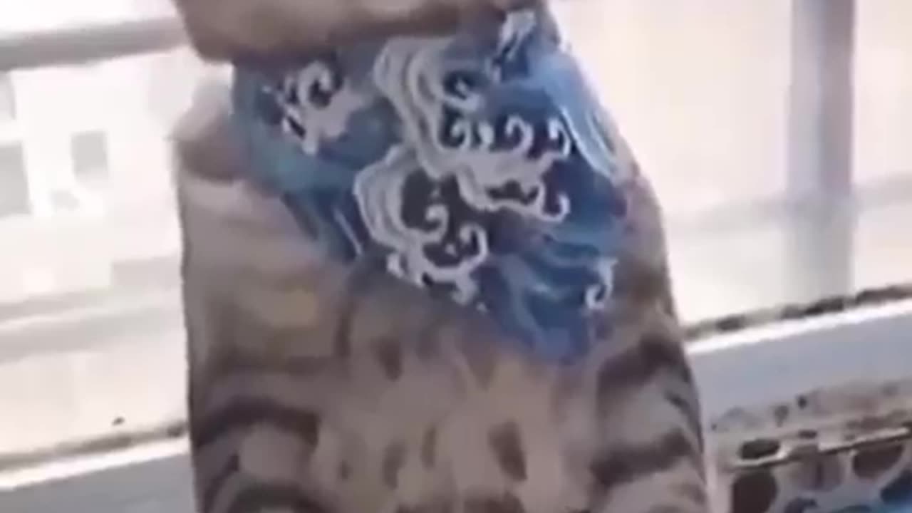 Comedy video