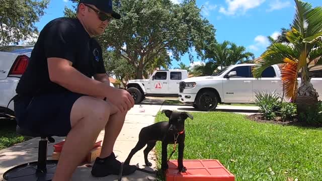 BELGIAN MALINOIS PUPPY - Day One Training!