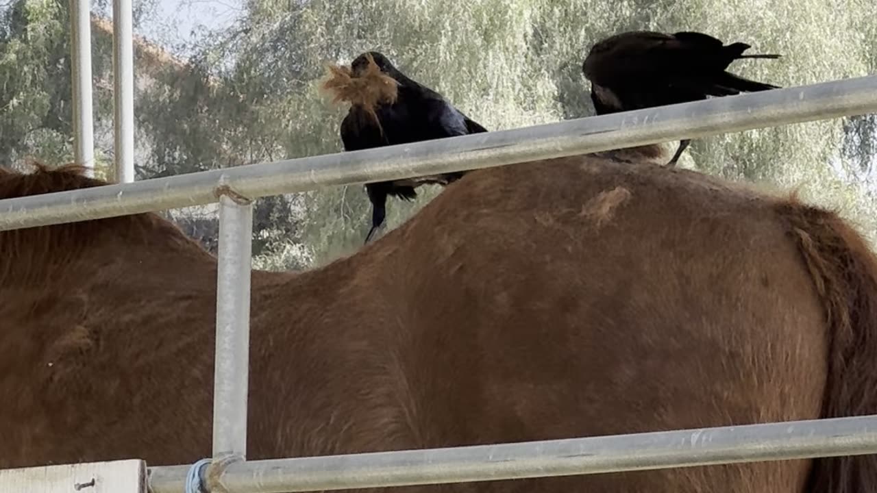 Crows Gather Hair From Shedding Horse