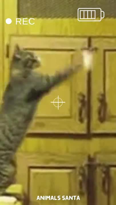 funny cat compilation