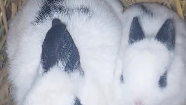 Beautiful Rabbit With Her Kitten 🐰🐰🐰