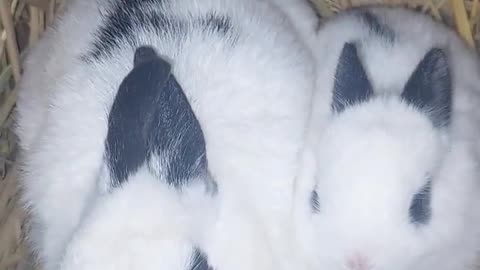 Beautiful Rabbit With Her Kitten 🐰🐰🐰